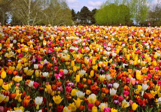 Keukenhof Tulips 